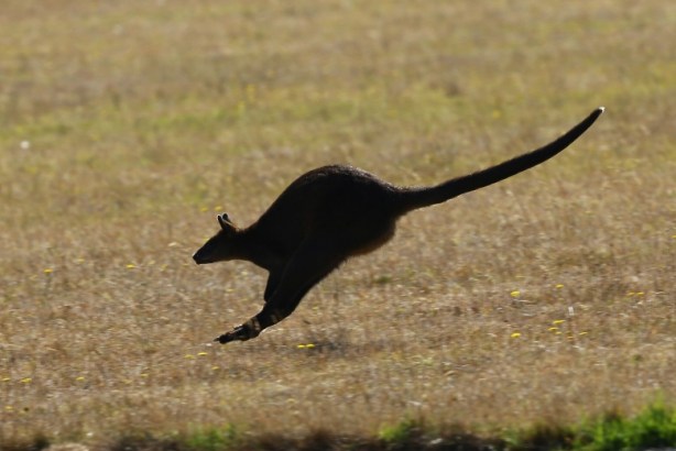 dengiu_superbike_2014_orari_tv_mediaset_eurosport